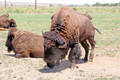 Big Bull, Small Buffalo farm