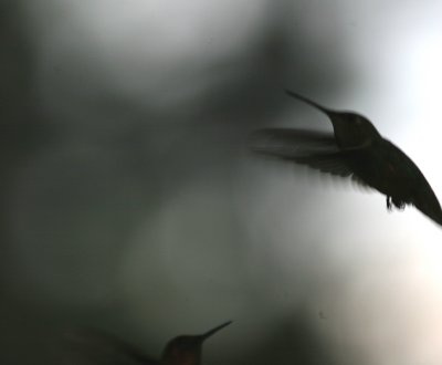 shadow flight