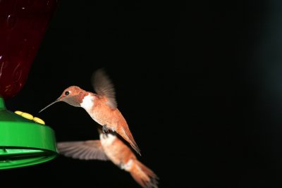 flight fight