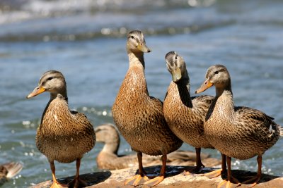 Family of Ducks