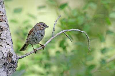 Song sparrow after a bath.