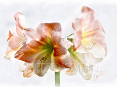 Amaryllis Beauty - 24x18.jpg