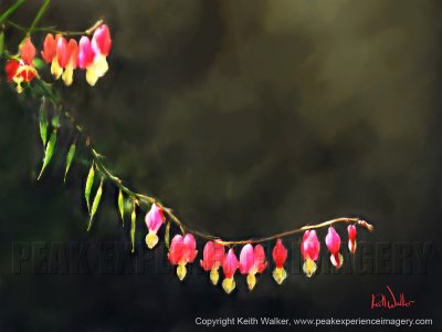 Bleeding Hearts - 24x18.jpg