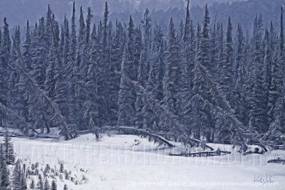 Bow River Forest Stand II - 48x32.jpg