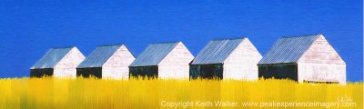 Canola Barns Panorama - 30x9.jpg