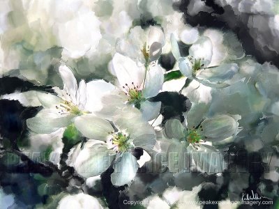 Cherry Blossoms - 24x18.jpg