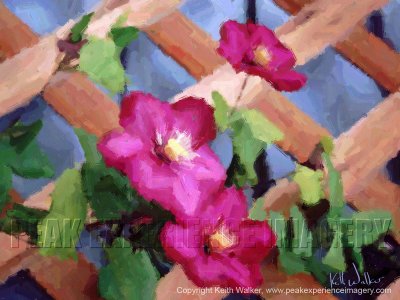 Clematis Beauties - 24x18.jpg
