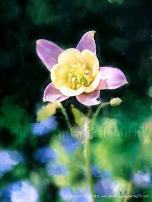 Columbine Beauty - 18x24.jpg
