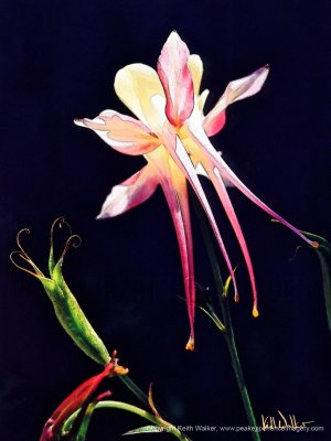 Columbines on Black - 18x24.jpg