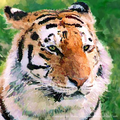 Eye of the Tiger - 24x24.jpg