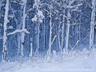 Frosty Trees - 36x27.jpg