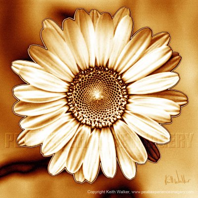 Golden Daisy - 24x24.jpg
