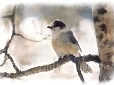 Gray Jay - 24x18.jpg