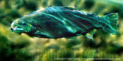 Jewel of the Bow - 36x18.jpg