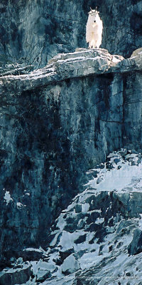 King of the Cliffs - 18x36.jpg