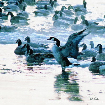 Morning Stretch - 24x24.jpg