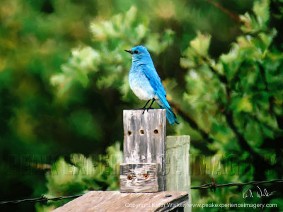 Mountain Bluebird - 24x18.jpg