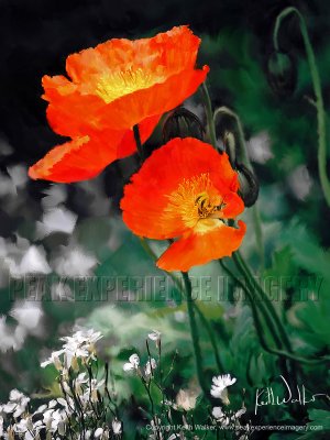 Poppies in the Breeze - 18x24.jpg