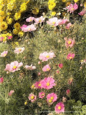 Poppy Blooms - 18x24.jpg