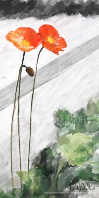 Ray's Poppies - 12x24.jpg
