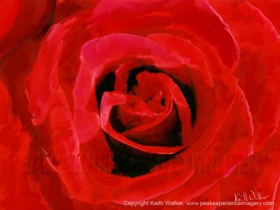 Red Rose Detail - 24x18.jpg