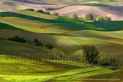 Rolling Hills in the Palouse Counrty I - 48x32.jpg