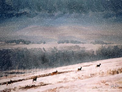 Run for Shelter - 36x27.jpg