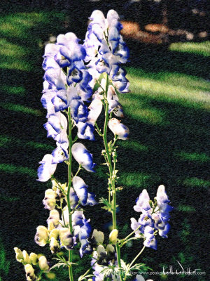 Snapdragon Paradise - 18x24.jpg