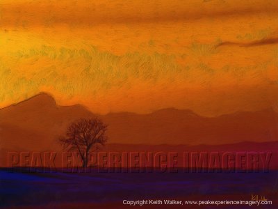 Solo Tree - 48x36.jpg