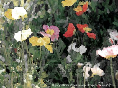 Subtle Beauties - 24x18.jpg