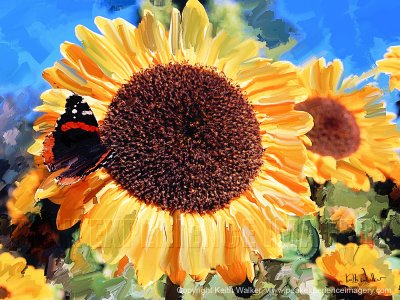 Sunflowers and Butterfly - 24x18.jpg