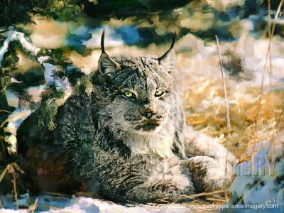 The Missing Lynx - 24x18.jpg