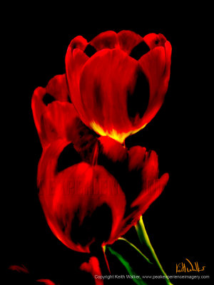 Tulip Trio - 27x36.jpg