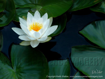 Water Lily - 36x27.jpg