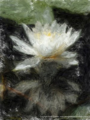 Water Lily Mirage - 18x24.jpg
