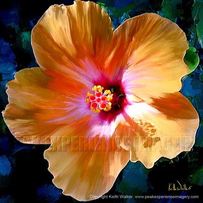 Yellow Hibiscus - 24x24.jpg