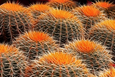 Cactus I - 2000.jpg