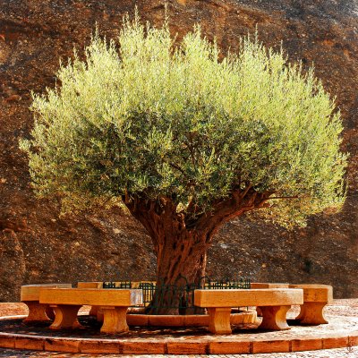 Olive Tree - 2000.jpg