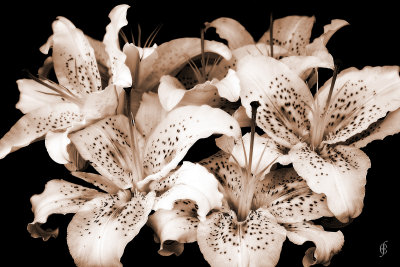 Stargazers - 2000.jpg