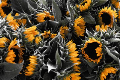 Sunflowers - 2000.jpg
