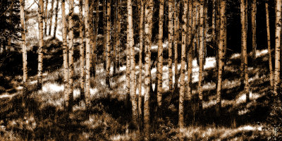 Wave Hill Aspens - 2000.jpg