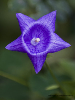 11-07-29-3907a.JPG