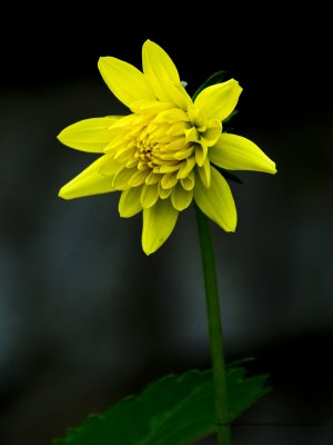 11-07-29-3928a.JPG