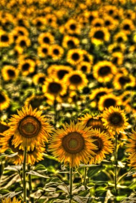 Sunflowers Forever - French Countryside - 32x48.jpg