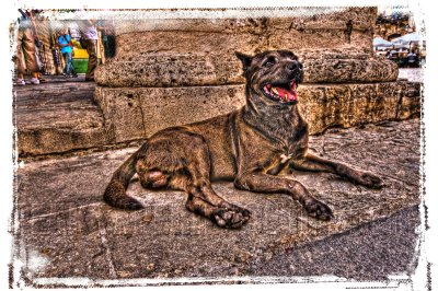 A Dogs Life - Havana Cuba.jpg