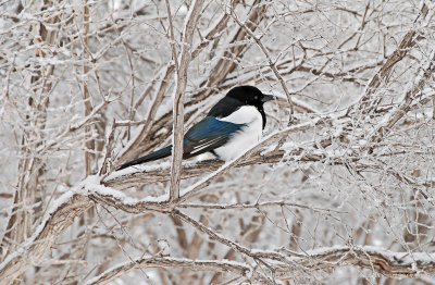 07-02-07 - Eau Claire Snowday