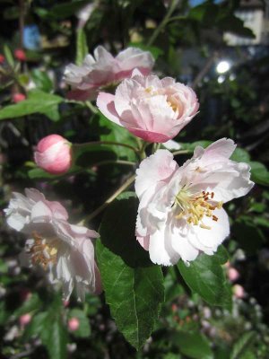 Apple Blossom, my garden, Melbourne, Australia