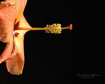 horizontal Hibiscus
