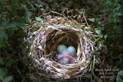 House Finch nest, 1 for 3