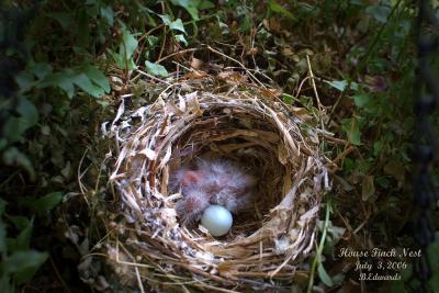 House Finch nest, 2 for 3